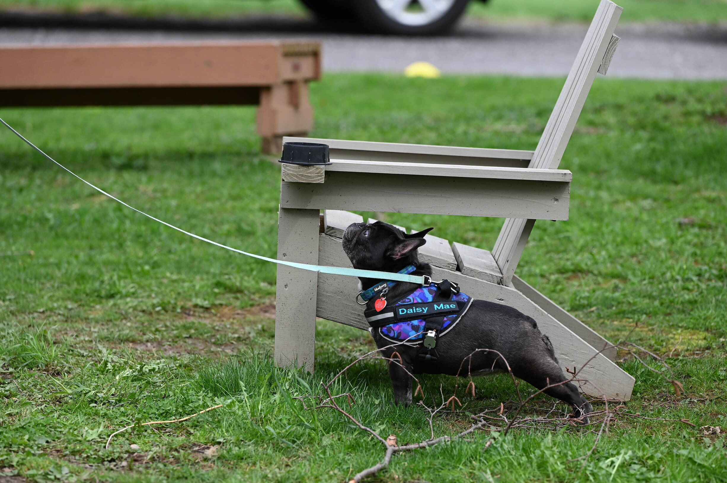 Kennel club hotsell puppy training